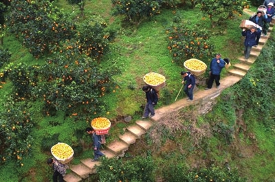 繼續(xù)扎根“三農(nóng)” 助力鄉(xiāng)村振興(圖1)